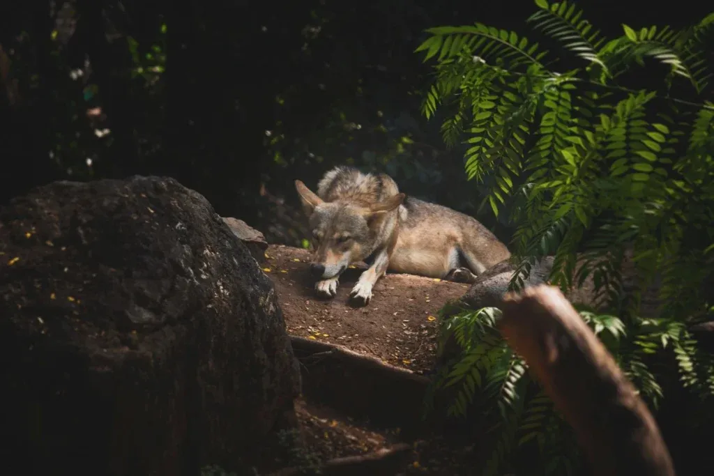 image d'un loup allongé sur un tronc dans la forêt