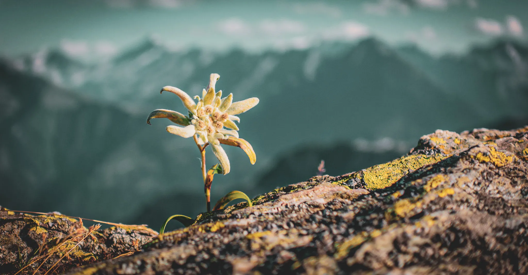 Six days traverse across Switzerland's greatest glaciers