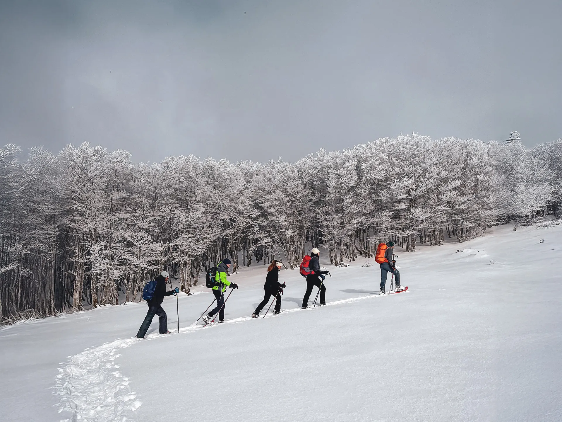 Groupe en randonnée raquettes à neige dans la forêt enneigée des Vosges