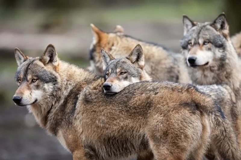 image représentant les mystères du loup avec 4 loups en meute