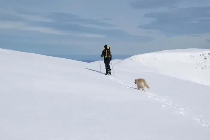 On peut voir un homme pratiquer la randonnée à raquettes. Le sol est recouvert de neige vierge. L'homme habillé tout en noir porte un sac à dos noir et jaune et se ballade à raquettes avec ses bâtons. Puis on peut y voir un chien blanc/beige assez grand marché à quelques pas derrière. l'homme 