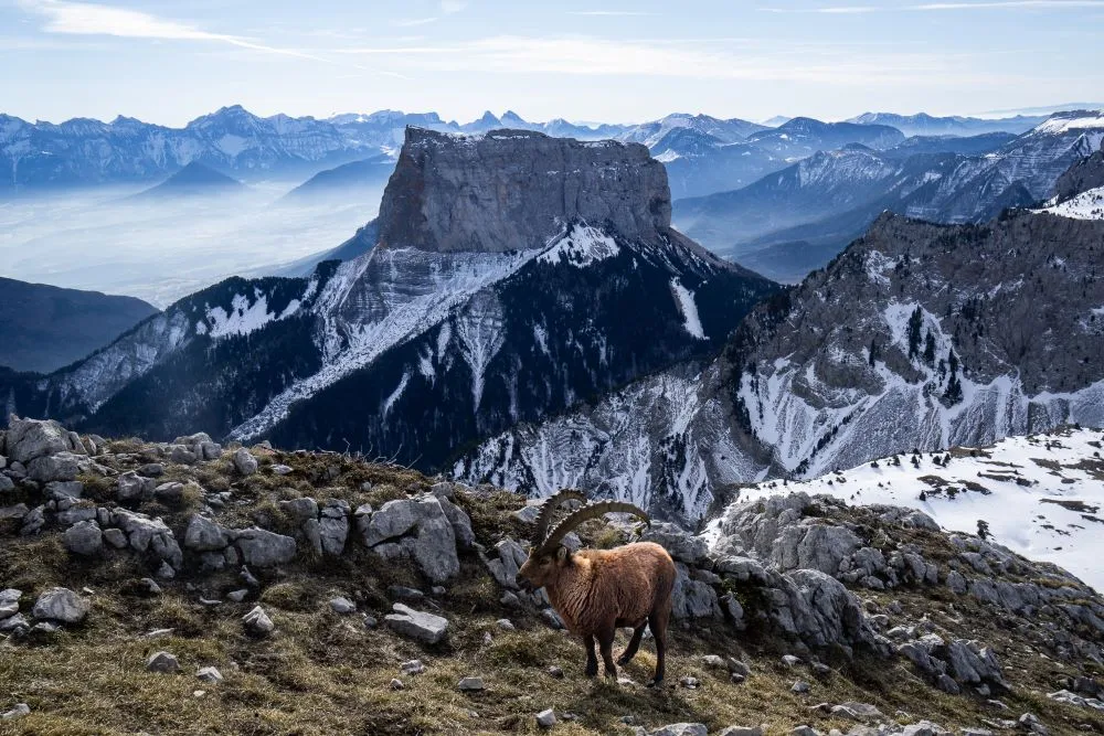 Mont aiguille avec un bouquetin