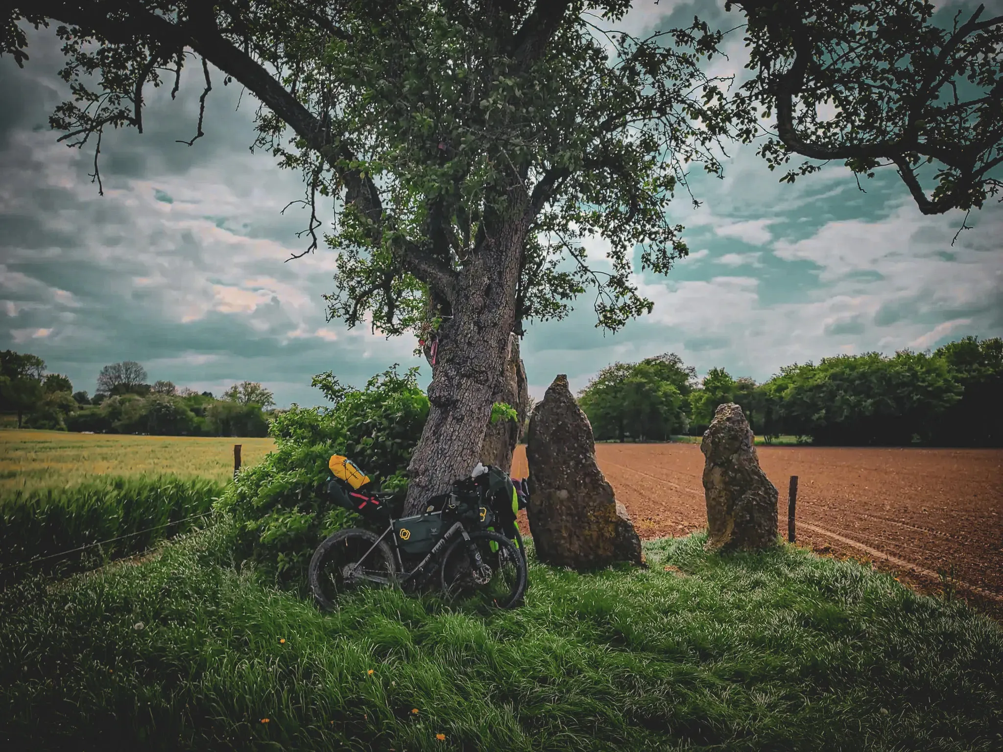 Vélo de bikepacking posé sous un arbre majestueux, entouré de verdure et de paysages ardennais apaisants.