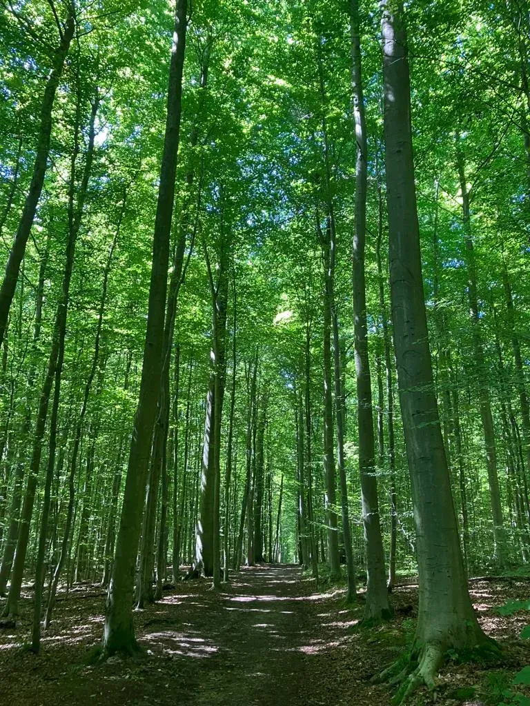 Allée d'arbres dans la forêt 