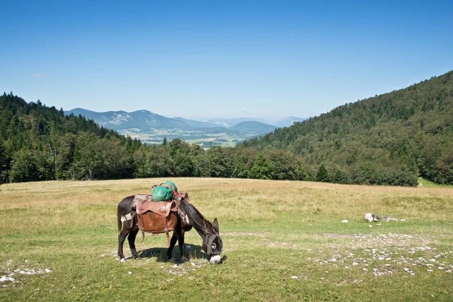 Photo de la découverte de la nature avec les ânes. On y voit un ciel bleu, des montagnes, des arbres, et un âne au milieu de l'herbe.