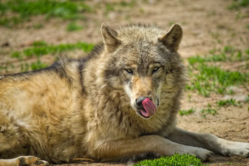 loup allongé se léchant les babines