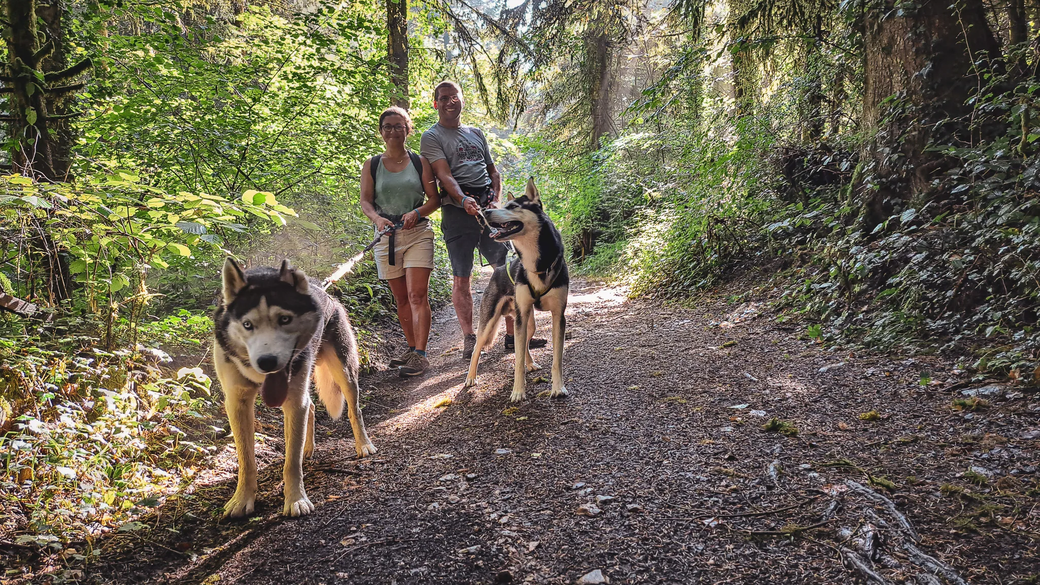 Groep wandelaars en sledehonden op een helder bospad in de Jura in de herfst