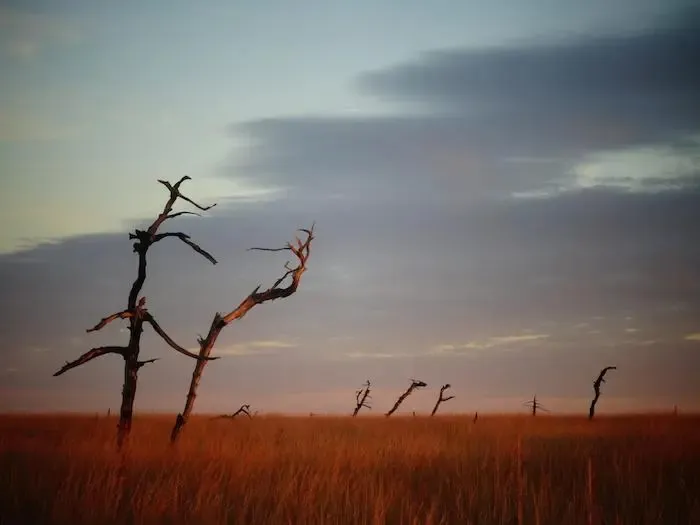 Photo des Hautes Fagnes, ou l'on peut apercevoir un paysage au coucher ou lever du soleil. Il y a des herbes hautes, tourbières de couleurs rougeâtres, puis quelques petit troncs d'arbre totalement démuni de verdure puis un ciel nuageux dans les teintes bleu violine. Randonnée en Belgique. 