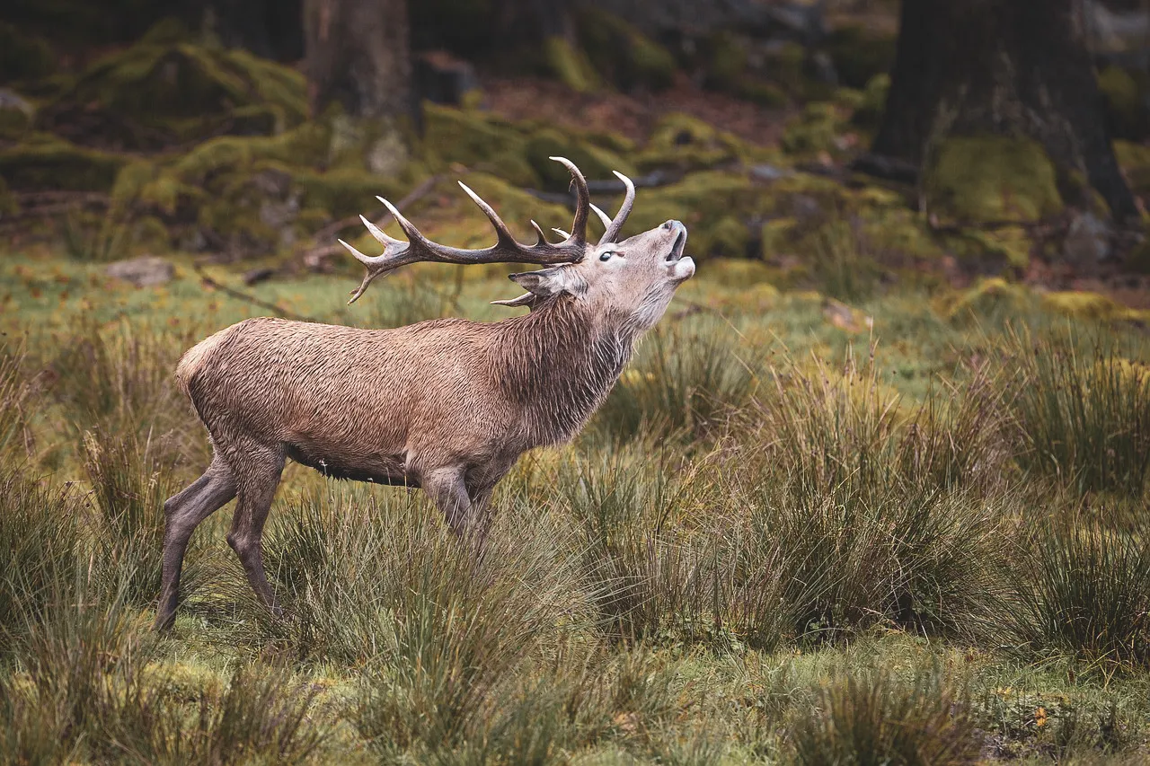 A majestic stag bellowing in a green forest in the Vosges mountains, an invitation to escape to nature