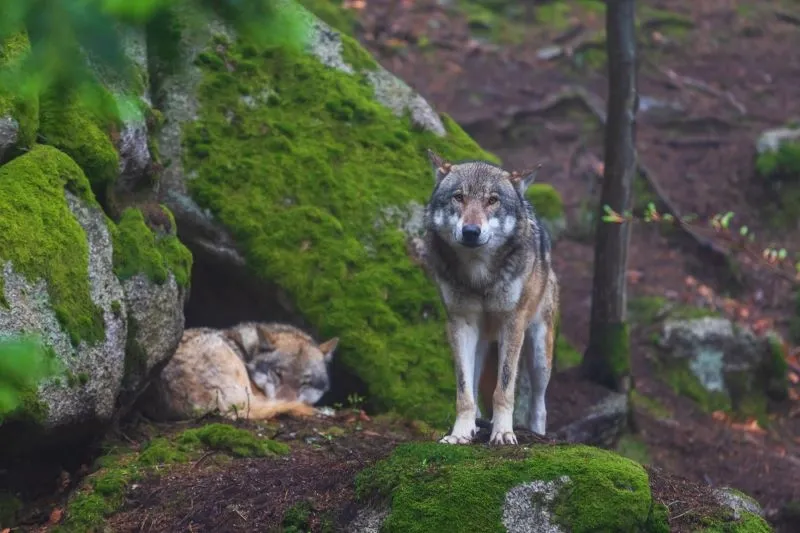 image représentant les mysère du loup avec un loup debout et un loup couché sous des rochers