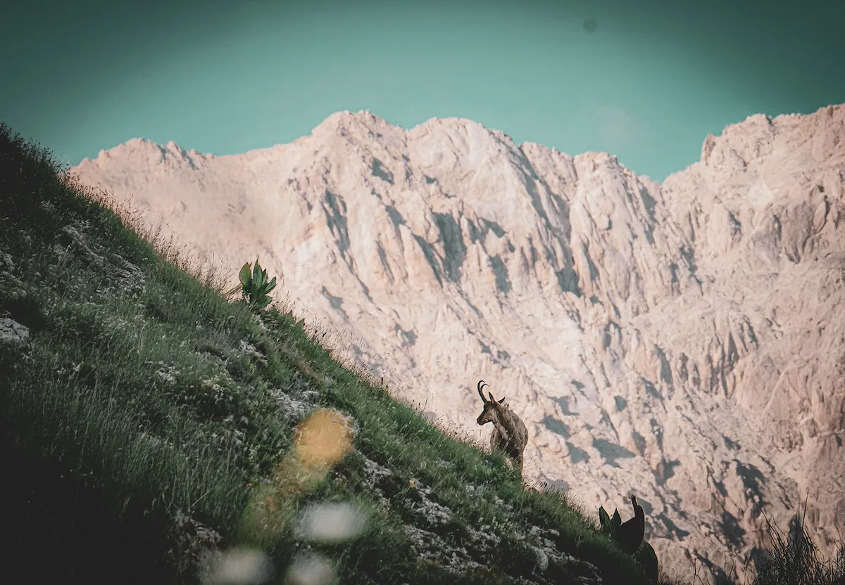 Gran Paradiso Park Guide: Hiking, Climbing & Wilderness