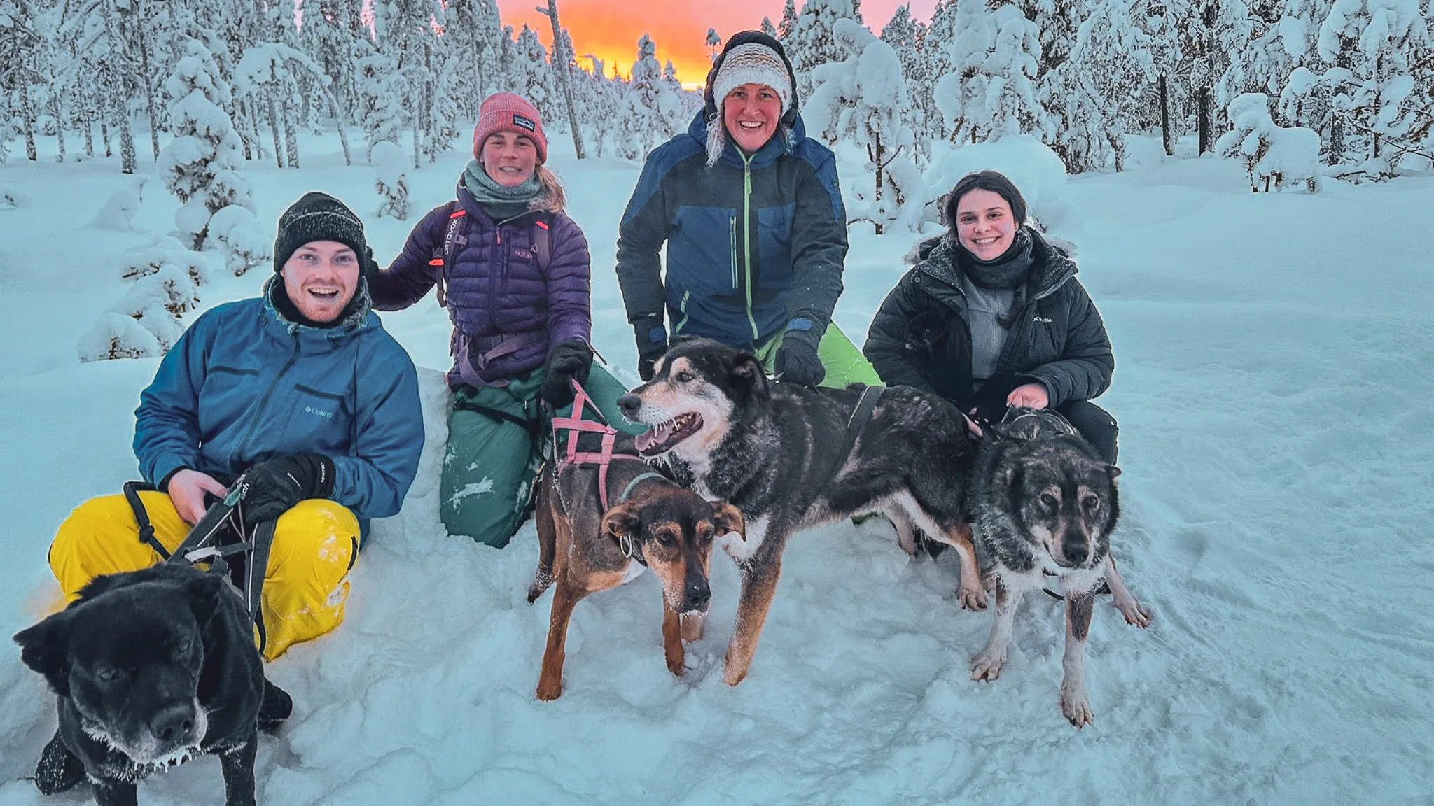 Vrolijke groep met sledehonden in een besneeuwd Laplands landschap bij zonsondergang.