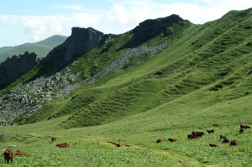 Crête du sancy avec vaches ciel bleu et verdure