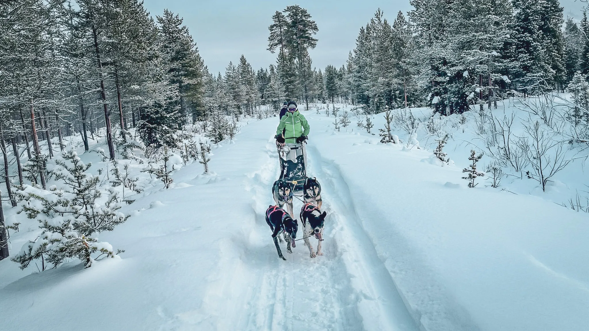 A musher guides a team of sled dogs through a snowy landscape in Lapland.
