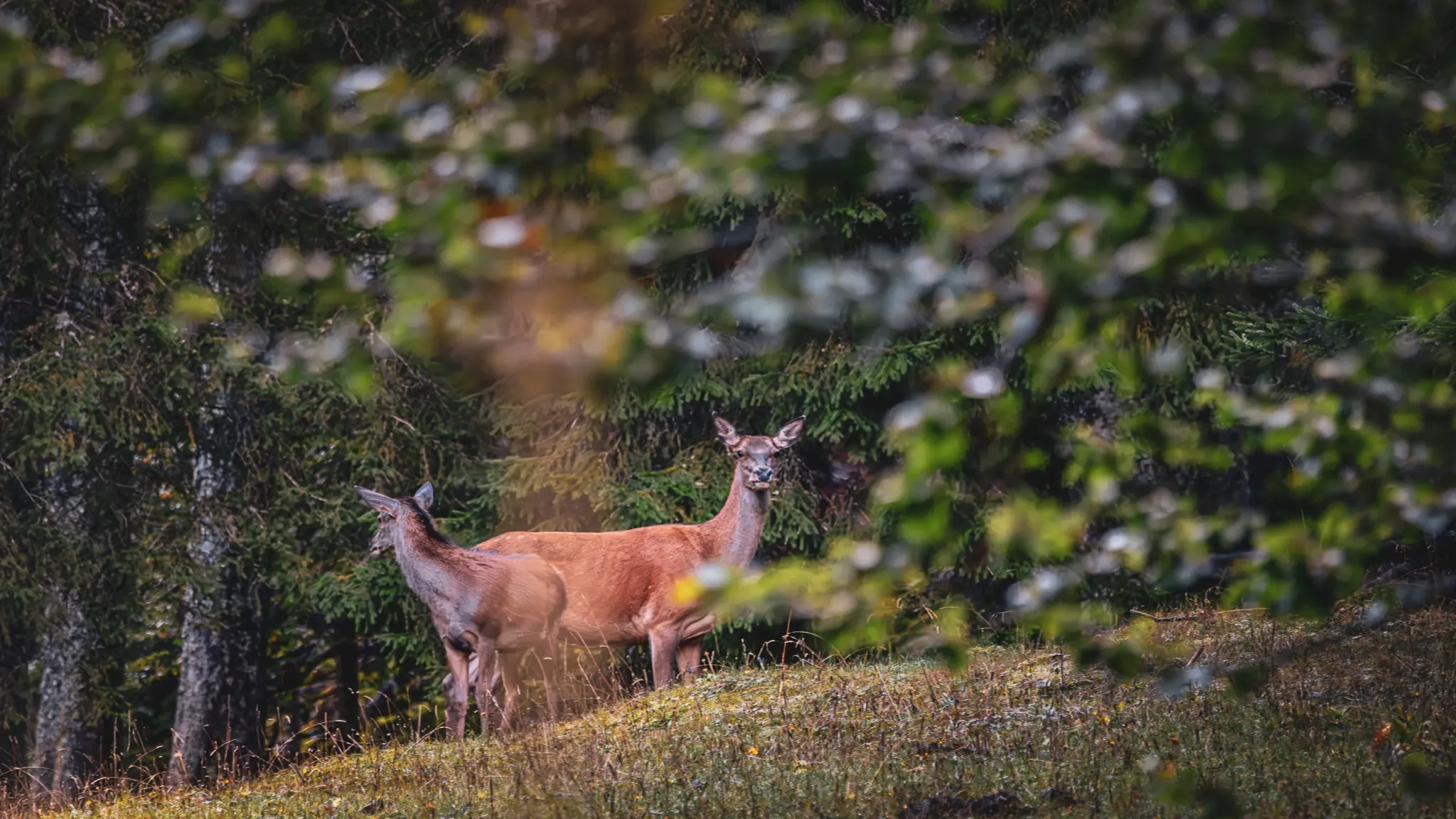 Twee majestueuze herten kijken naar hun groene omgeving in het hart van de Jura.