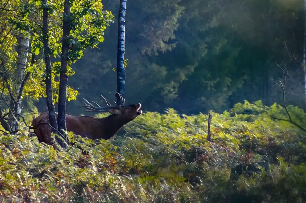 Brame du cerf dans la forêt de la Hardt dans les Vosges