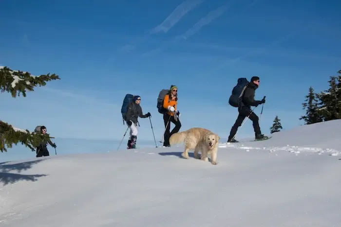 Randonnée raquettes où l'on voit 4 personnes avec des raquettes, un bonnet, des bâtons, des lunettes de soleil, un sac à dos chacun. Puis un gros chien blanc beige type golden retriever. Ils marchent dans la neige à travers les sapins. Le ciel est bleu et dégager. 