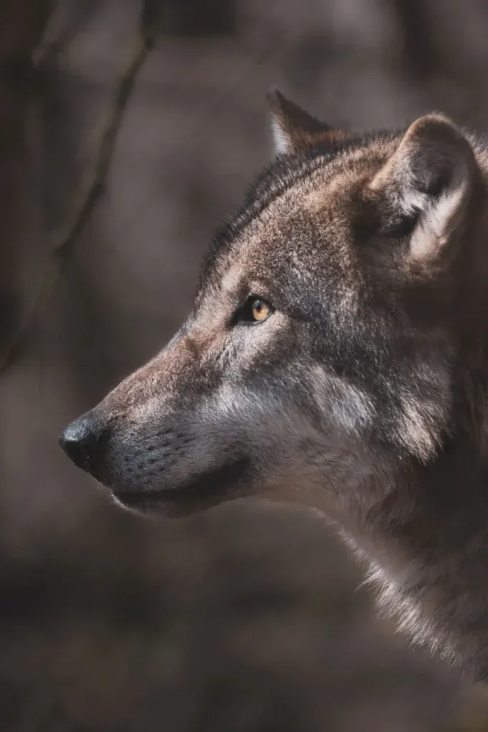 tête du loup de côté